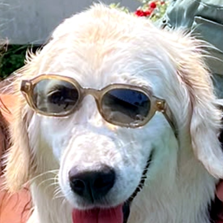 Our dog in sunglasses, ready to travel