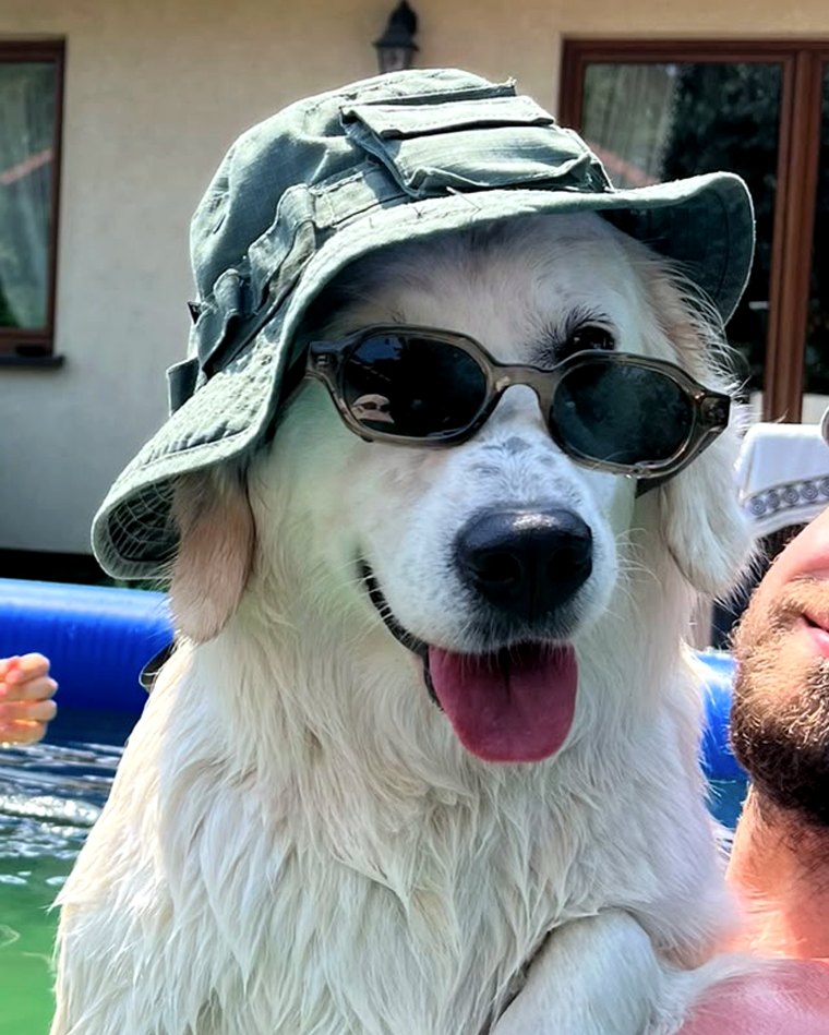 Our dog in a hat and sunglasses
